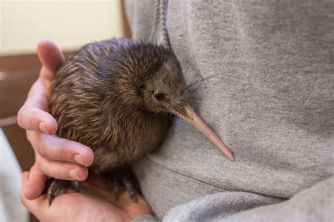 Smithsonian Conservation Biology Institute Seeking Names For Kiwi Chick