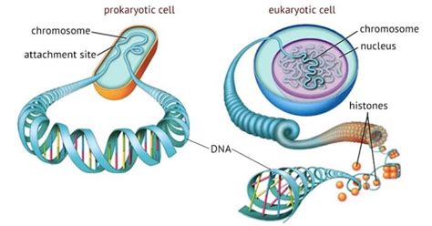 15 Important Difference Between Prokaryotic And Eukaryotic Chromosomes