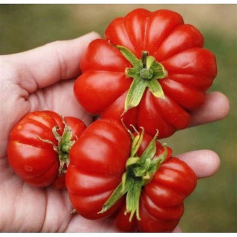 Jual Biji Benih Tomat Keriting Mawar Rewako F Bibit Tanaman