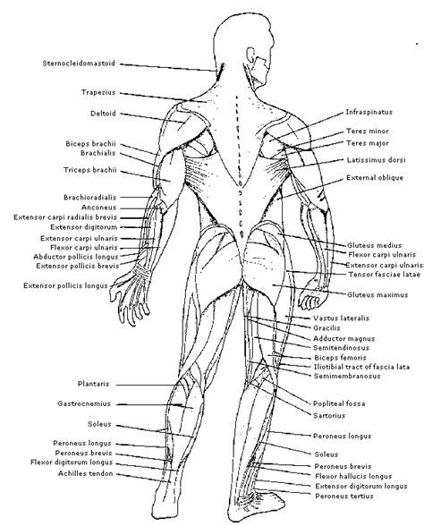 Diagram Of Main Muscles In The Body Chapter Major Muscles Of The Body Diagram Quizlet The