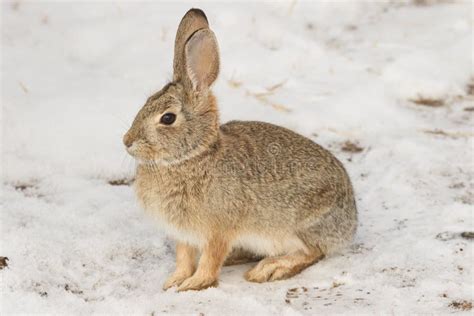 330 Cottontail Rabbit Snow Stock Photos Free And Royalty Free Stock