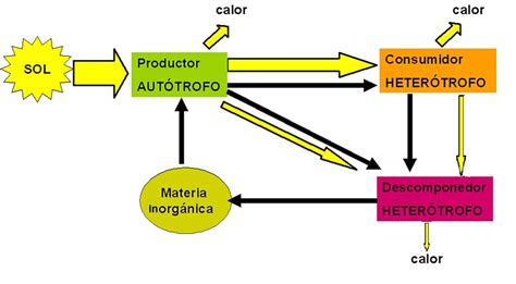 3 Intercambios De Materia Y Energía Ecología Biología Y Geología