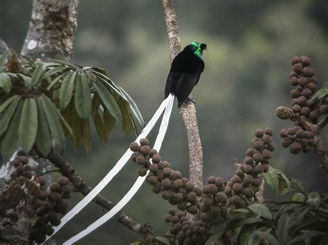 Papua New Guinea S Incredible Birdlife In 10 Photos