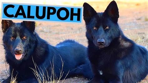 Calupoh Mexican Wolfdog Facts And Information Youtube