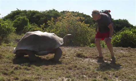 Man Interrupts Tortoise Sex Results In Slowest Chase Ever Metro News