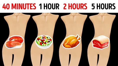 How Long Does The Stomach Take To Digest Food Food Poin