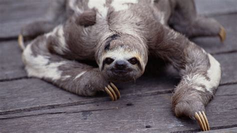 Sloths Only Poop Once A Week — But They Make It A Good One Howstuffworks