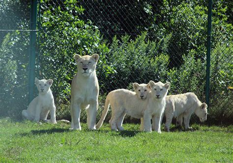 Game Reserves African Lion Safari Cambridge Ontario
