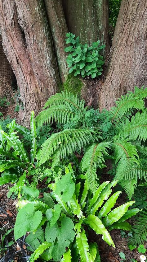 Épinglé par marie frigerio sur Aaa jardin