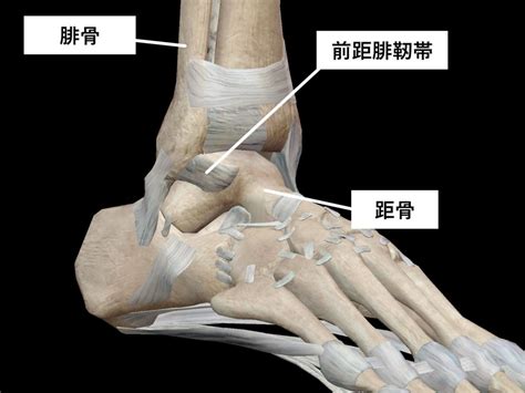 足関節（足首）痛 | 横須賀の整体ならスタッフ全員が国家資格 ...