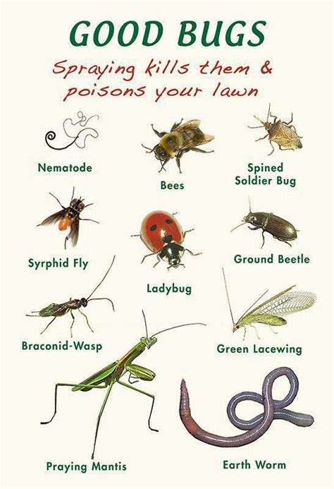 Encourage These Good Bugs In Your Garden By Planting Flowers Herbs And