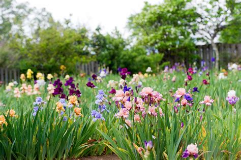 How To Plant And Grow Bearded Iris