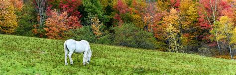 Vermont Horse And Farm Real Estate