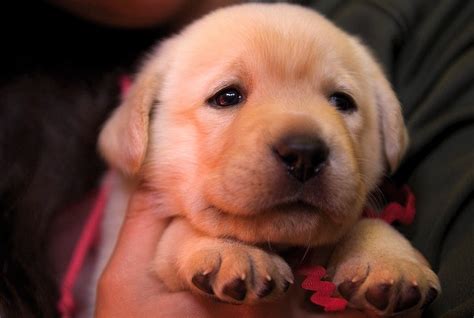How To Train A Labrador Retriever Puppy Milestone Timeline American