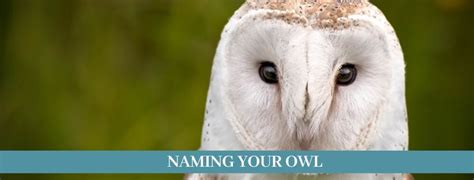 Best 300 Pet Owl Names Updated 2021 Zoological World