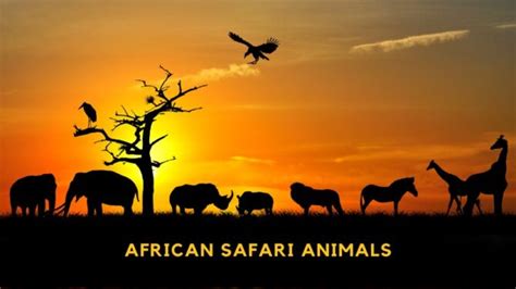 30 African Safari Animals You Need To See With Pictures