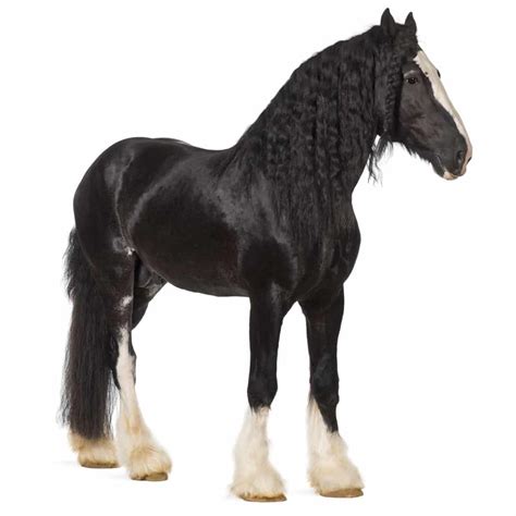 Shire Horse Animalife