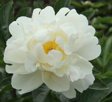 Our peonies come fresh from the flower fields! Gardenia - White Double Peony/ Paeonia lactiflora - Kelways