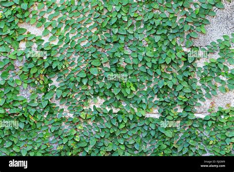 Green Creeper Plant On The Wall Stock Photo Alamy