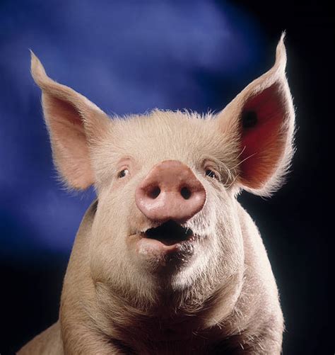 Royalty Free Pig Nose Pictures Images And Stock Photos Istock