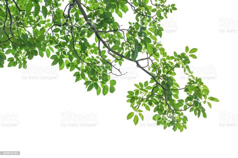 Green Tree Leaves And Branches Isolated On White
