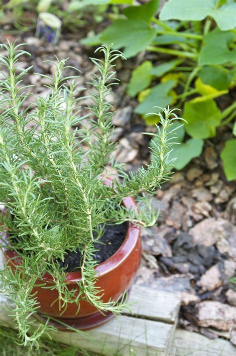 Everything You Need To Know About Growing Rosemary Growing Rosemary