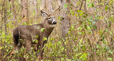 Pennsylvania Deer Season Could Get An Earlier Start This Season Deer