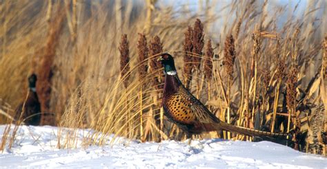 Pheasants Forever The Habitat Organization Leading The Way In