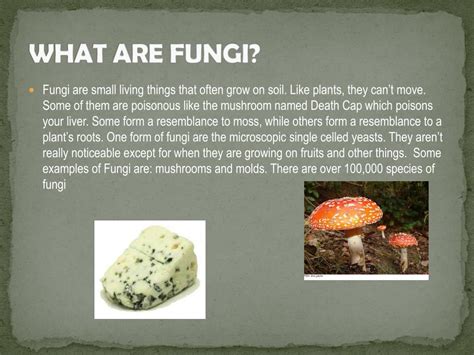 Ppt Fungi Powerpoint Presentation Free Download Id2238107