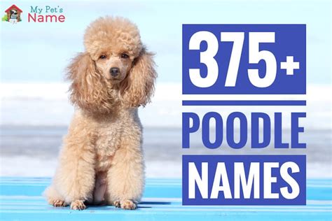 Brown Toy Poodle Names Wow Blog