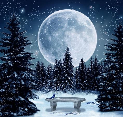 10x10 Ft Christmas Tree Photo Backdrop Moon Snow Night Uk