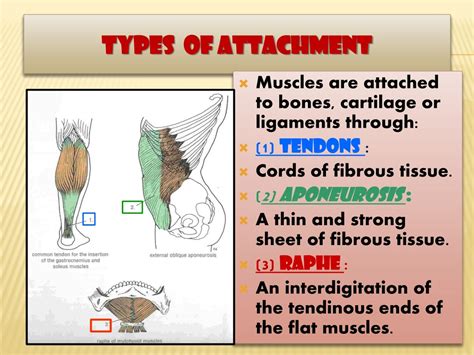 Attachment For Skeletal Muscle