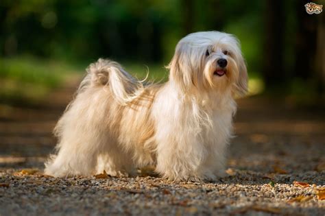 Havanese Dogs Breed Facts Information And Advice Pets4homes Dog