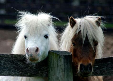 100 Best Miniature Ponies Images On Pinterest Miniature