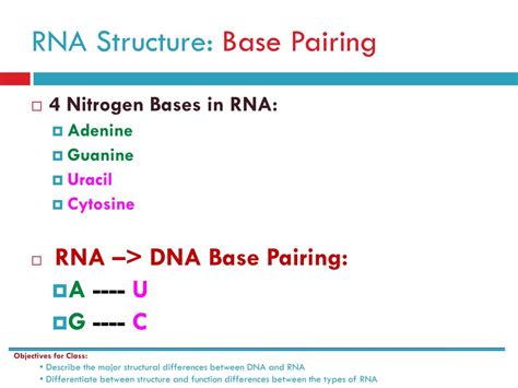 Ppt Rna Structures And Functions Powerpoint Presentation Free
