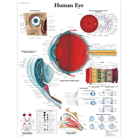 The Eye Anterior And Posterior Chambers Anatomical Chart Anatomy