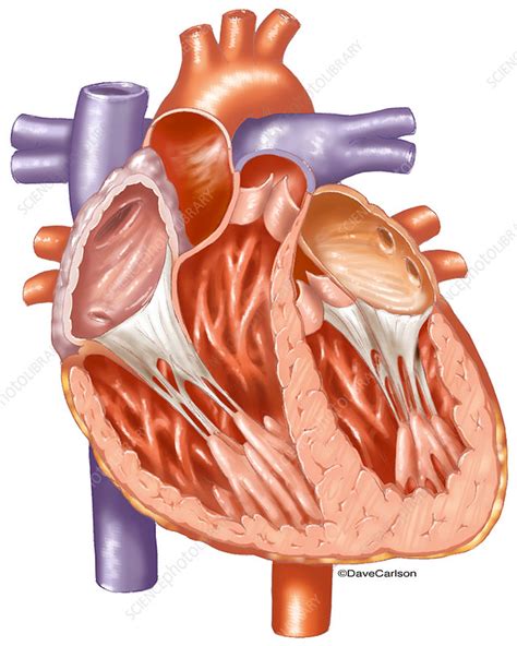 Heart Interior Illustration Stock Image C0434815 Science Photo