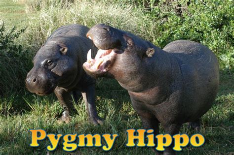 Pygmy Hippo Facts Pictures Video And Info Endangered Hippopotamus
