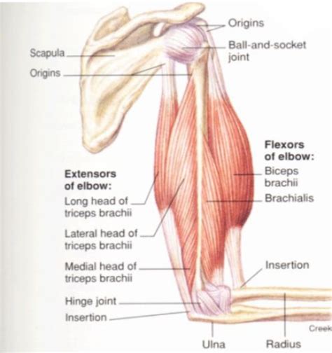 Female Arm Muscle Diagram Google Search Anatomy Pinterest Arm