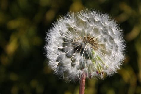 Dandelion Wish Flower Free Photo On Pixabay