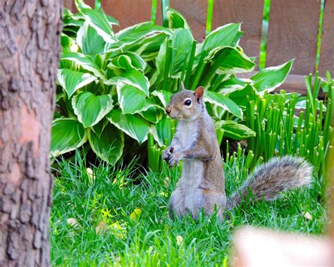 Free Images Nature Grass Branch Lawn Flower Animal Cute