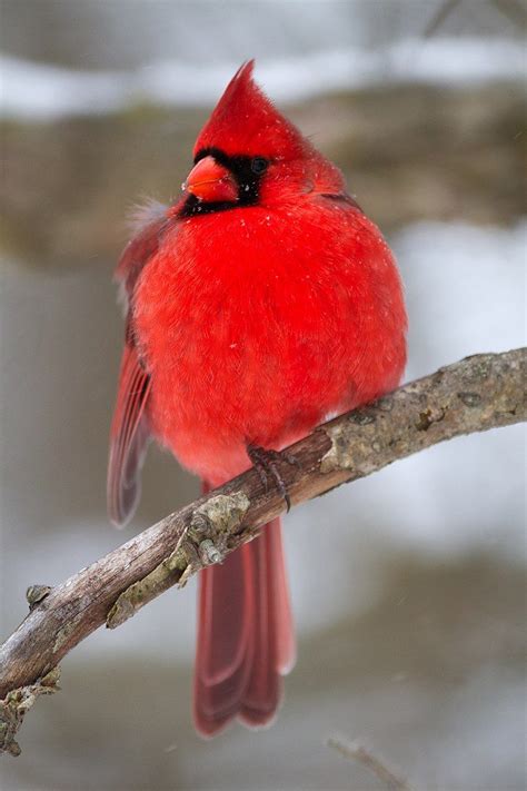 Male Cardinal By Nature Photographer The Bird Nerd Tim Mcintyre