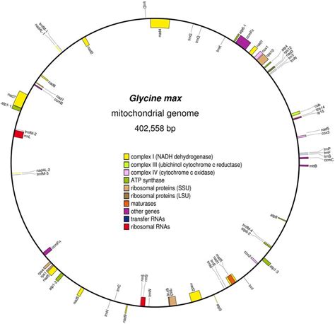 the circular map of the mitochondrial genome of g max features on the download scientific
