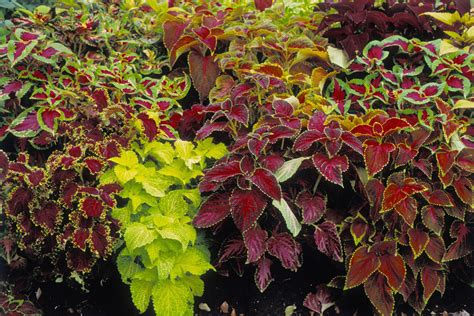 How To Grow Coleus Plants In Containers