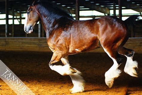 Budweiser Clydesdales Horses Beautiful Horses Clydesdale Horses