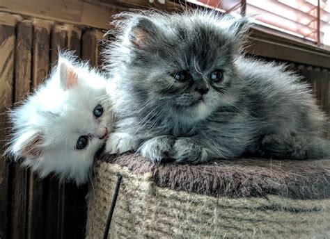 Adorable Persian Kittenstwo Left In Warrington Cheshire Gumtree