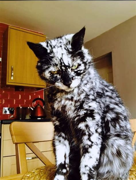 Vitiligo Cat Unique Cats Cats Scary Cat