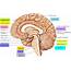 Human Brain Anatomy And Function  Cerebrum Brainstem