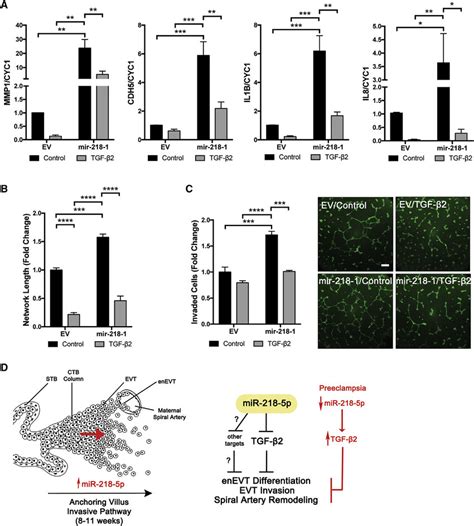 Mir P Exerts Its Effect Through Suppression Of Tgf B A Tgf B