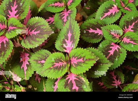 Colorful Pink Green Leaves Coleus Plant Stock Photo 68120109 Alamy